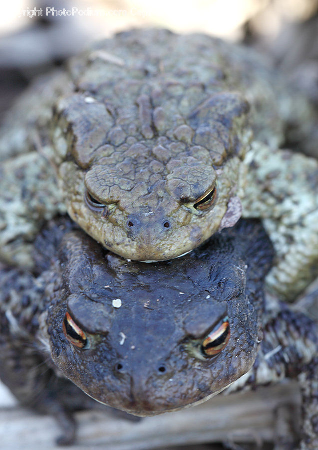 Amphibian, Frog, Wildlife, Toad