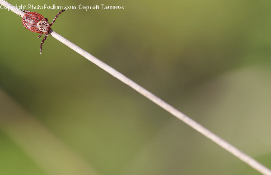 Arachnid, Garden Spider, Insect, Invertebrate, Spider, Blossom, Flora