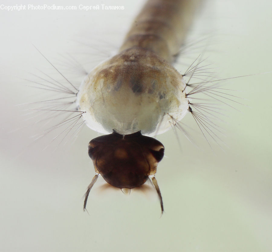Cockroach, Insect, Invertebrate