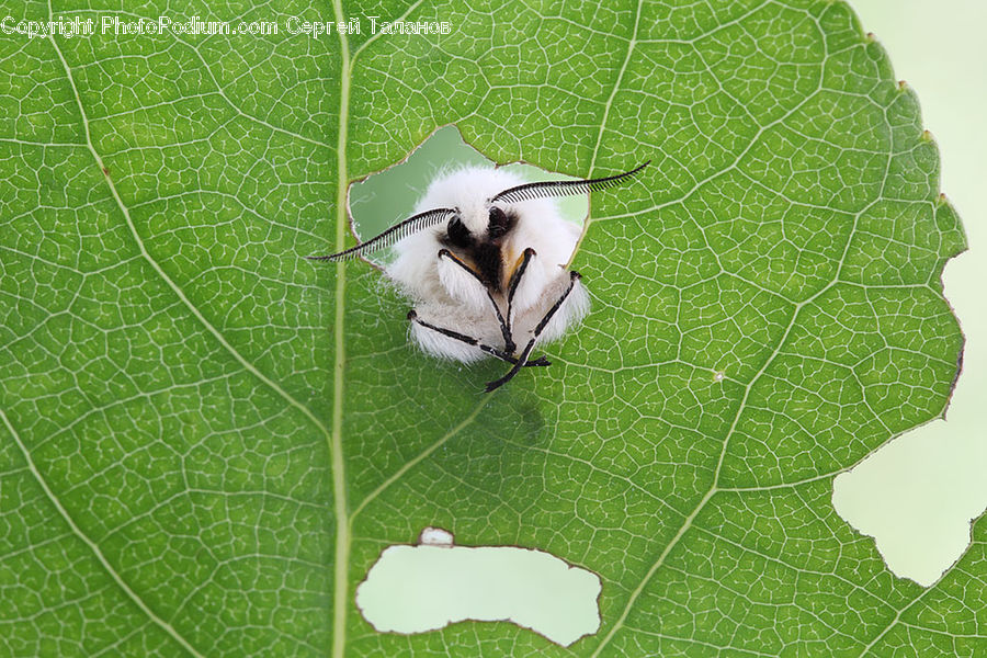 Leaf, Plant, Andrena, Apidae, Bee, Bumblebee, Insect