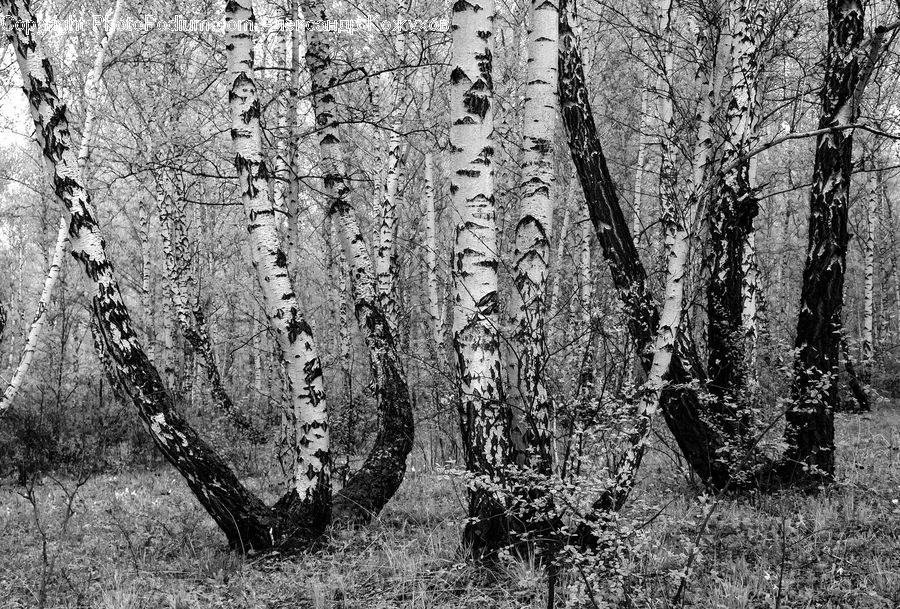Birch, Tree, Wood, Forest, Vegetation, Grove, Land