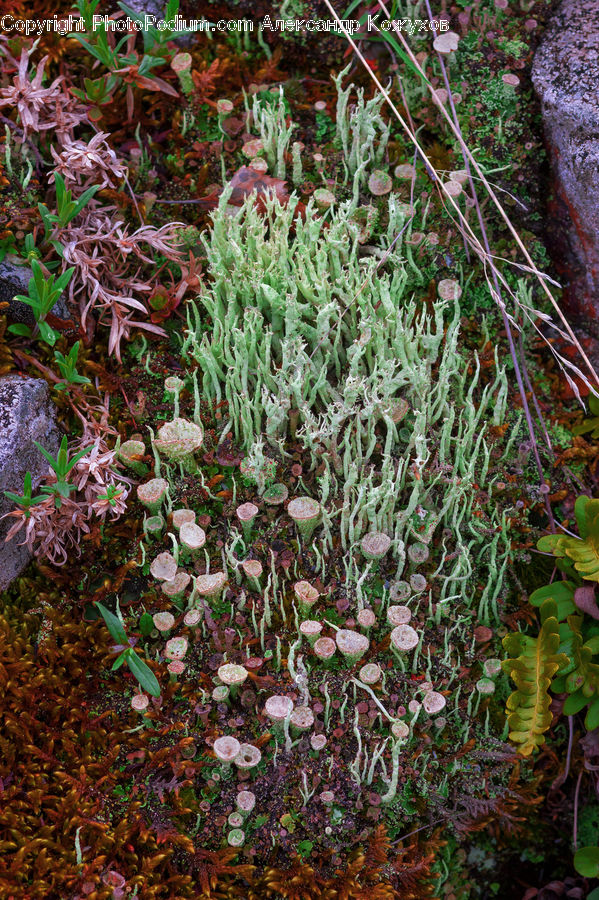 Blossom, Flora, Flower, Plant, Acanthaceae, Annonaceae, Conifer
