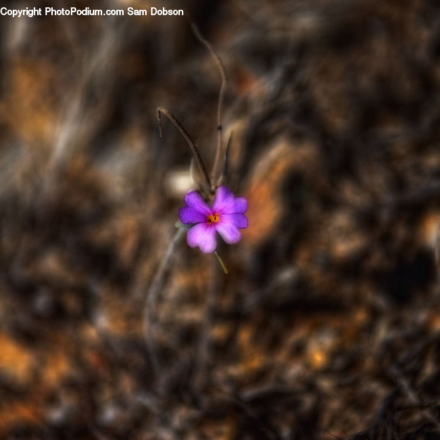 Blossom, Crocus, Flora, Flower, Plant, Cosmos, Geranium