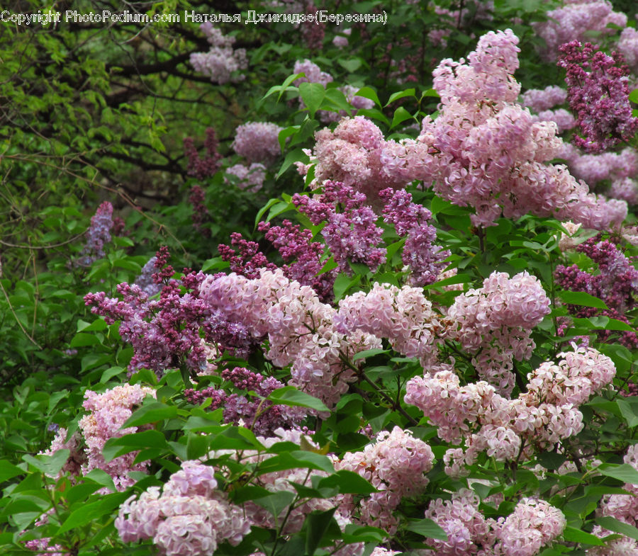Blossom, Flora, Flower, Plant, Lilac, Bush, Vegetation