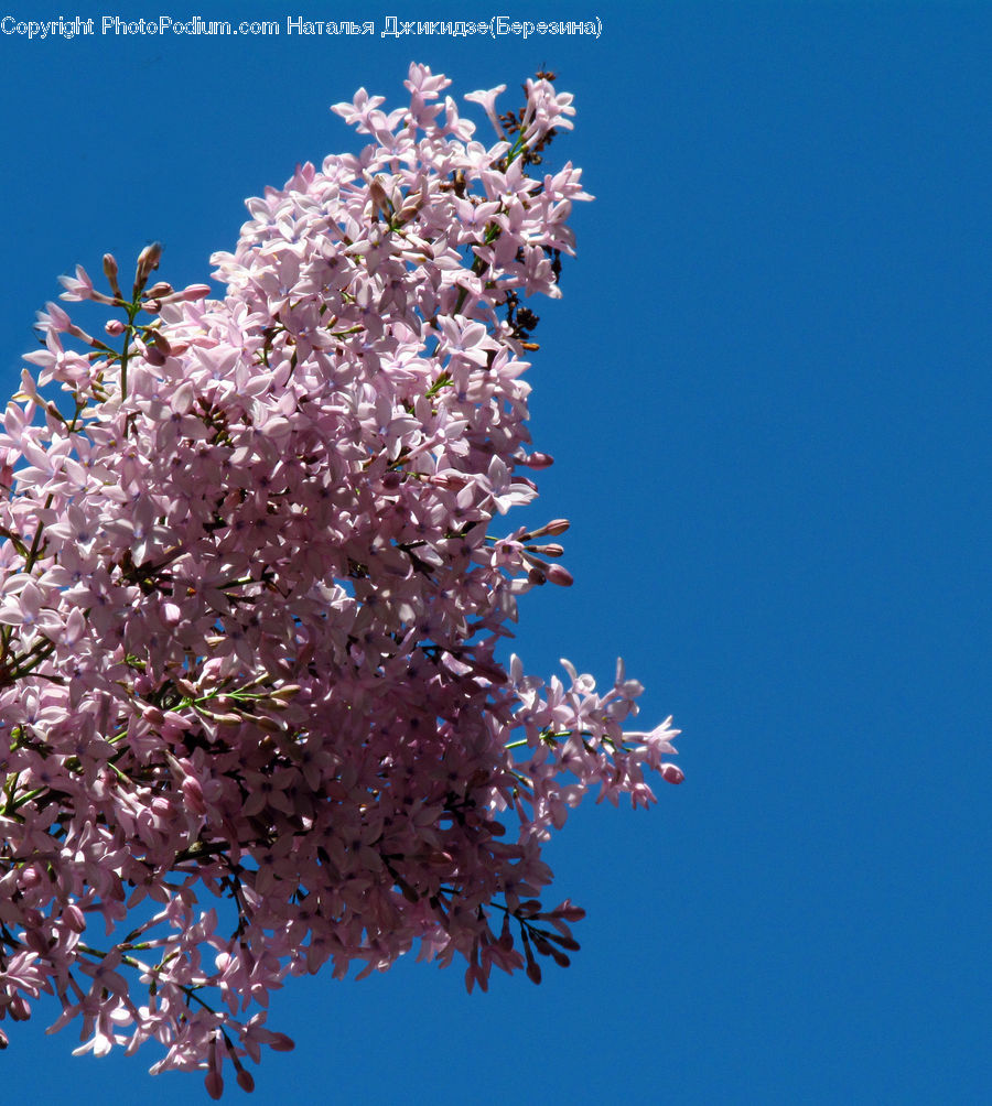 Blossom, Cherry Blossom, Flower, Flora, Plant, Lilac