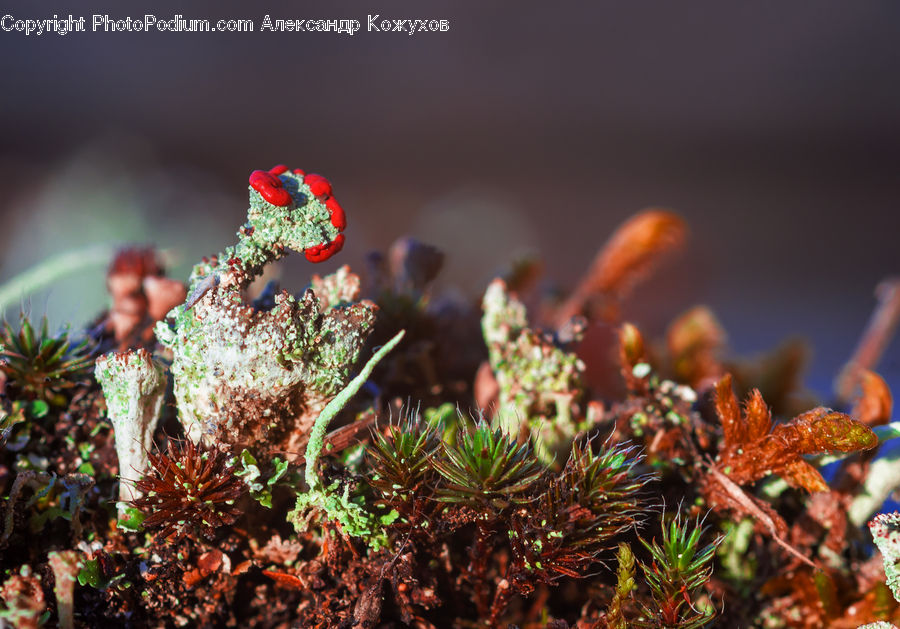 Conifer, Fir, Plant, Tree, Moss, Coral Reef, Outdoors