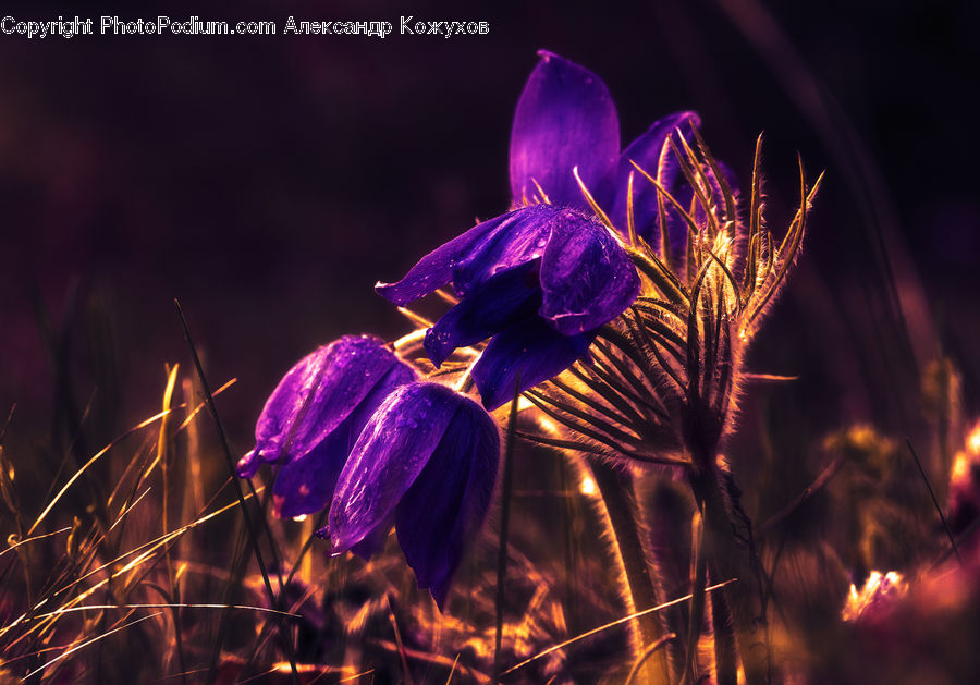 Blossom, Crocus, Flora, Flower, Plant, Fire, Flame