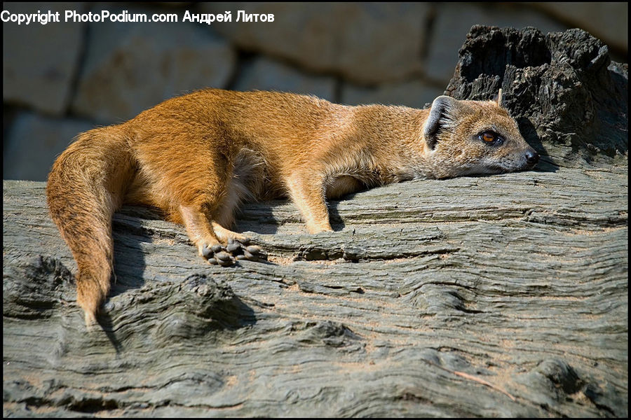 Animal, Canine, Fox, Grey Fox, Kit Fox, Mammal, Red Fox