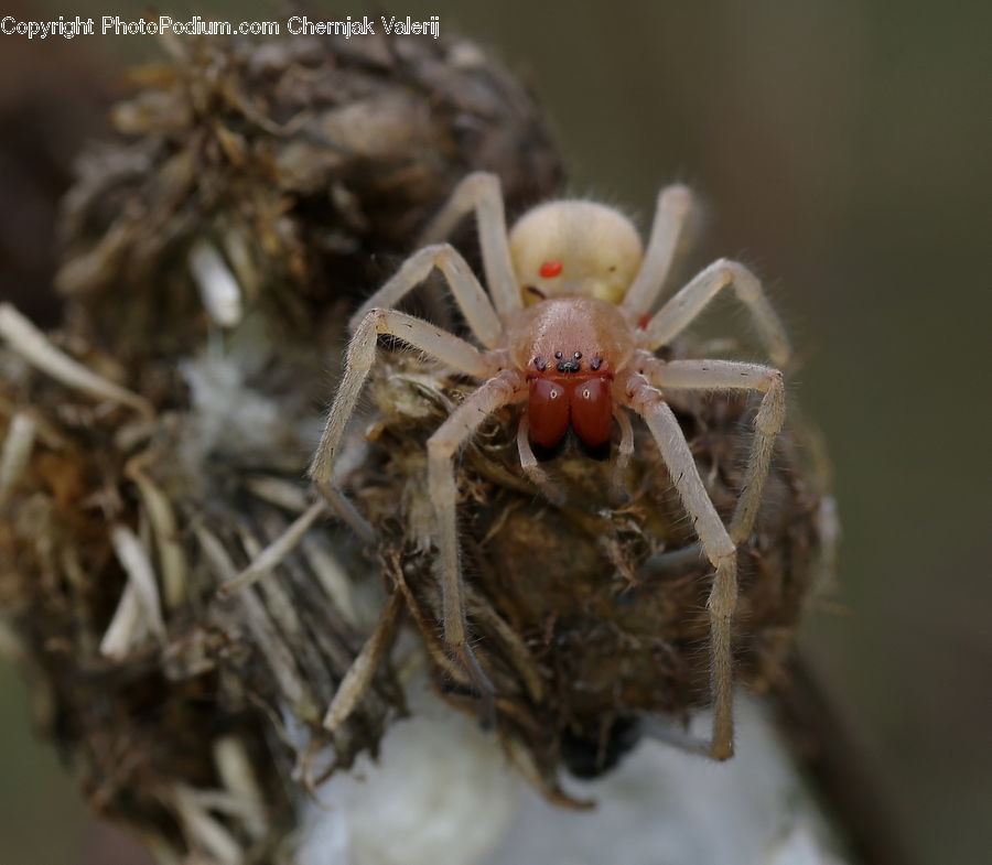 Arachnid, Garden Spider, Insect, Invertebrate, Spider, Nest, Black Widow