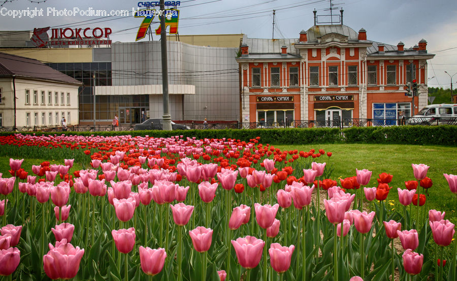 Blossom, Flora, Flower, Plant, Tulip, Apartment Building, Building