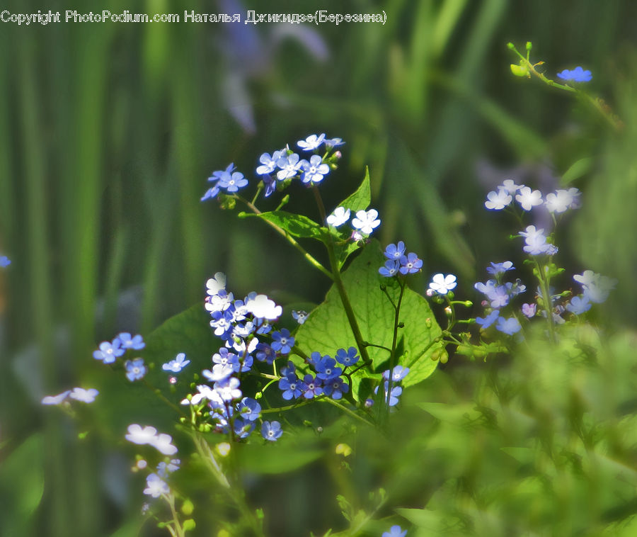 Blossom, Flora, Flower, Geranium, Plant, Fiber, Flax