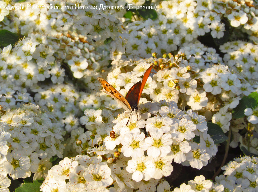 Blossom, Flora, Flower, Plant, Cherry Blossom, Aster, Asilidae