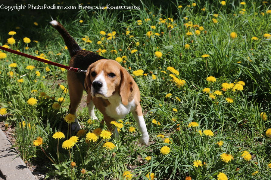 Animal, Beagle, Canine, Dog, Hound, Mammal, Pet