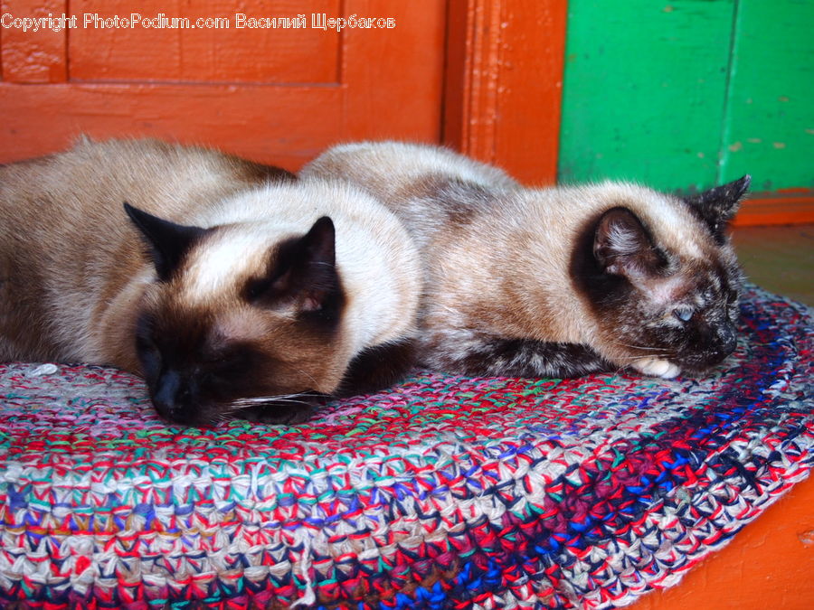 Animal, Cat, Pet, Siamese, Blanket, Home Decor, Quilt