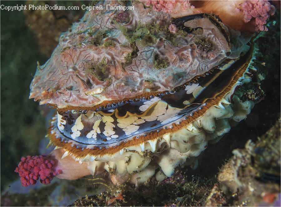 Crab, Invertebrate, Sea Life, Seafood, Agaric, Amanita, Fungus