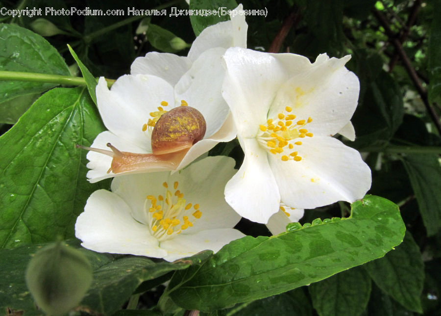 Blossom, Flora, Flower, Plant, Bowl, Potted Plant, Crocus