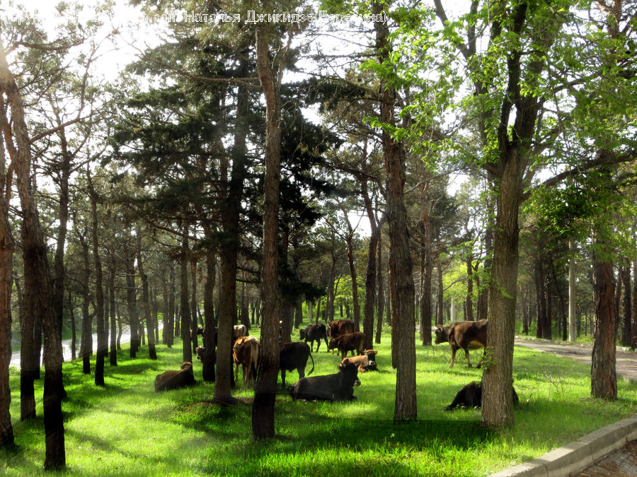 Forest, Vegetation, Conifer, Fir, Plant, Tree, Grove