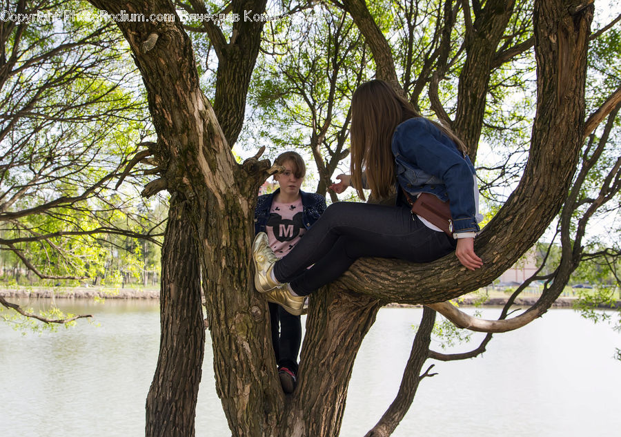 People, Person, Human, Outdoors, Oak, Tree, Wood