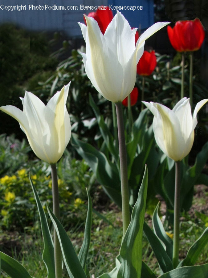 Blossom, Flora, Flower, Plant, Tulip, Petal, Poppy