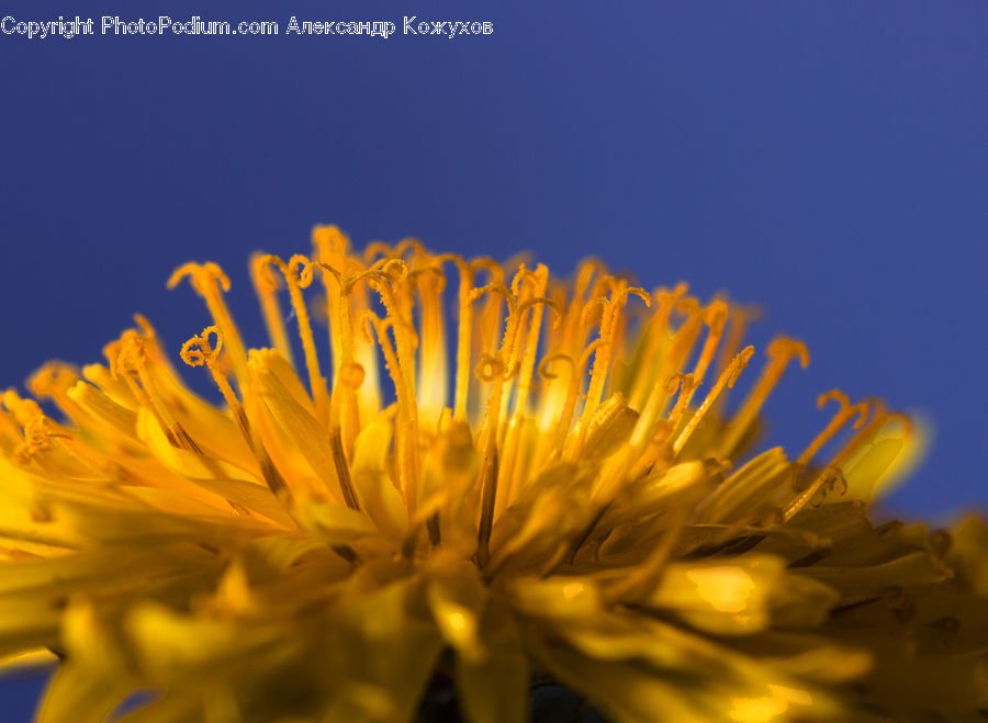 Dandelion, Flower, Plant, Asteraceae, Blossom, Flora, Daisies