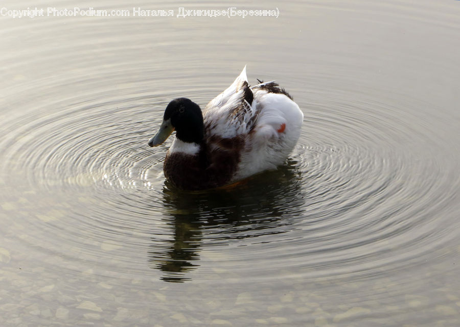 Bird, Duck, Teal, Waterfowl, Outdoors, Ripple, Water