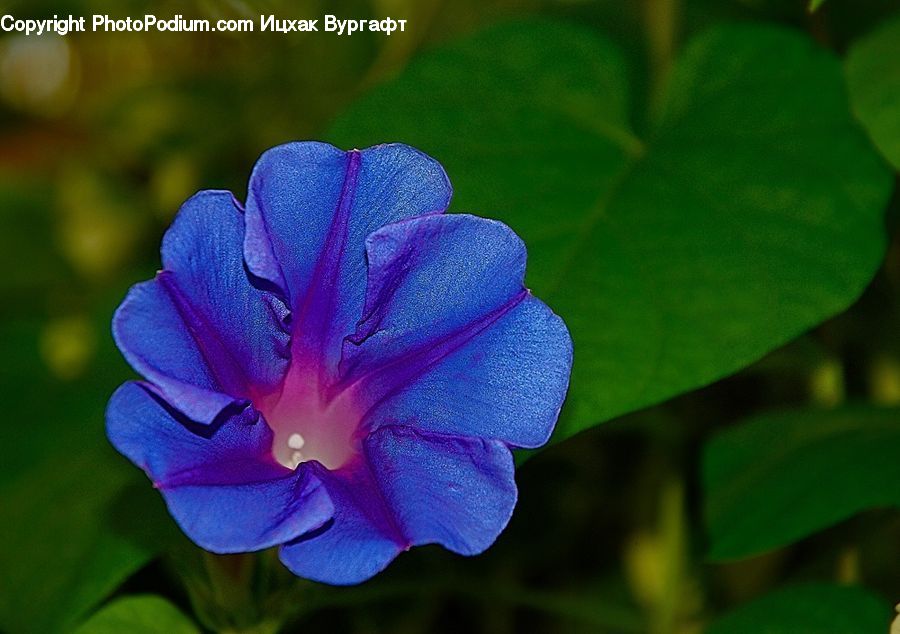 Blossom, Flora, Flower, Geranium, Plant, People, Person