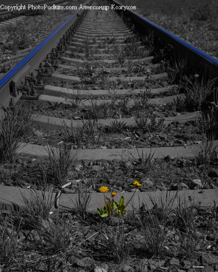 Blossom, Daffodil, Flora, Flower, Plant, Potted Plant, Asphalt