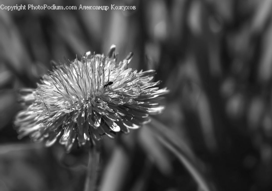 Flora, Pollen, Blossom, Flower, Plant, Conifer, Fir