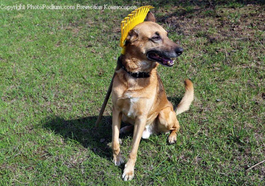 Animal, Canine, Dog, German Shepherd, Mammal, Pet, Beagle