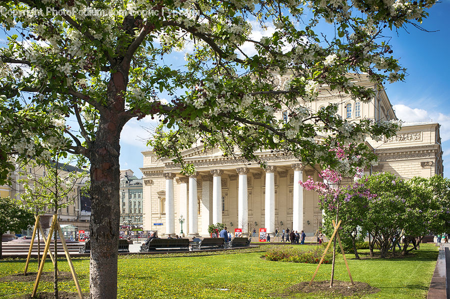 Backyard, Yard, Campus, Architecture, Mansion, Blossom, Flora