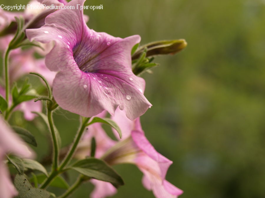 Flora, Flower, Gladiolus, Plant, Blossom, Geranium, Aquilegia