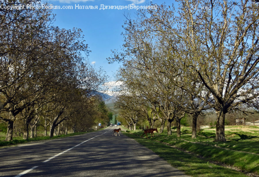 Path, Road, Walkway, Dirt Road, Gravel, Blossom, Flora