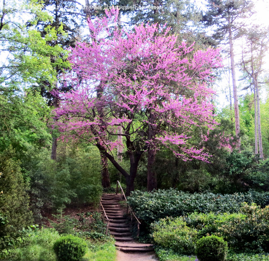Blossom, Cherry Blossom, Flower, Flora, Plant, Forest, Grove