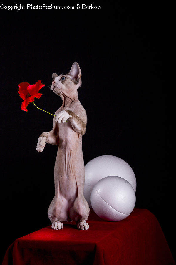 Figurine, Egg, Human, Art, Gargoyle, Statue