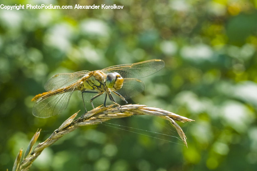 Anisoptera, Dragonfly, Insect, Invertebrate, Bird, Canary, Finch