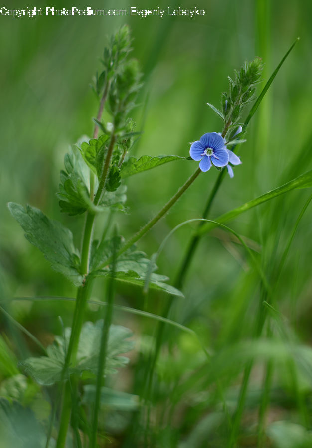 Fiber, Flax, Flora, Flower, Plant, Blossom, Geranium