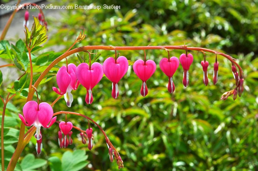 Blossom, Flora, Flower, Orchid, Plant, Petal, Aquilegia