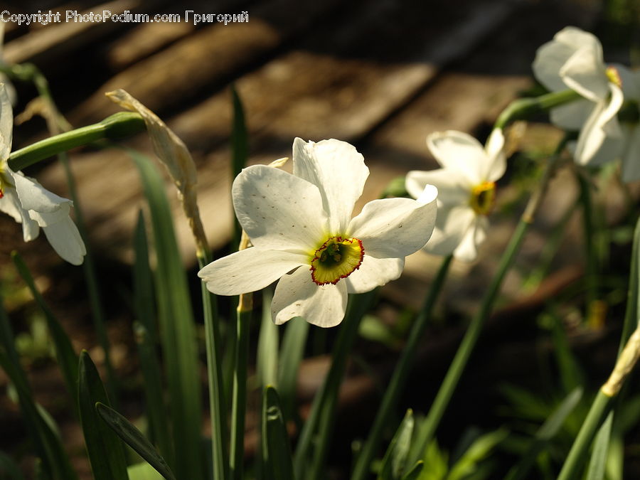 Blossom, Crocus, Flora, Flower, Plant, Amaryllidaceae, Daffodil