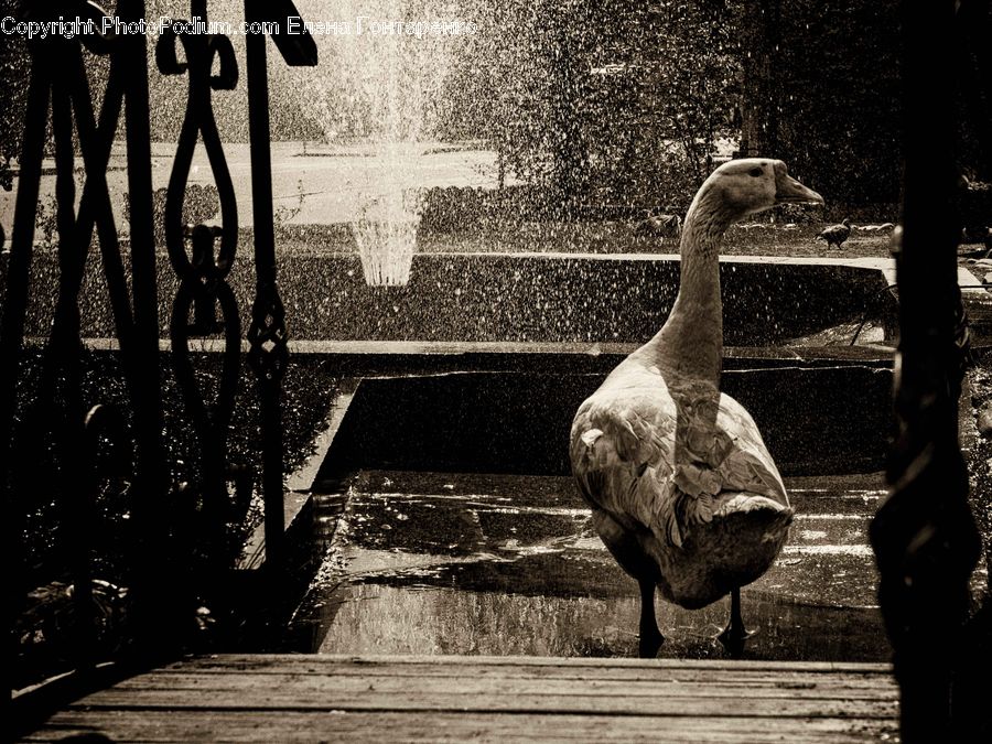Silhouette, Bird, Goose, Waterfowl, Fence, Alley, Alleyway