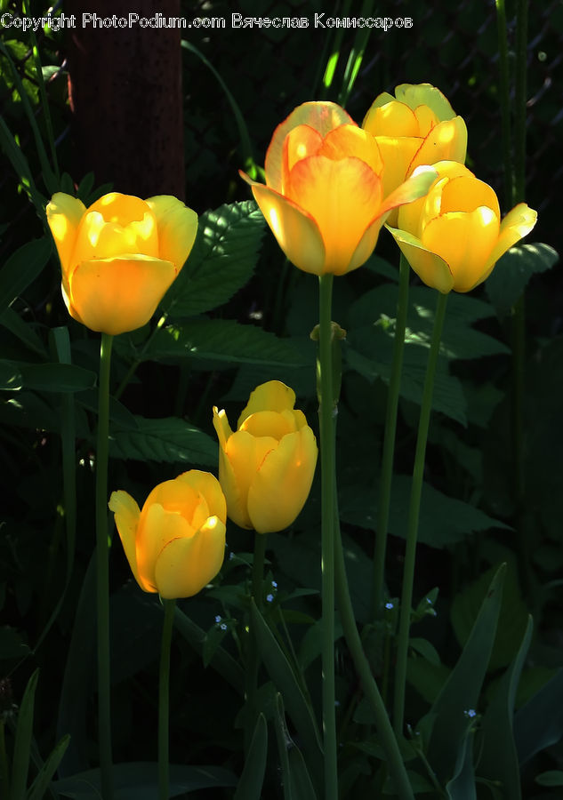 Blossom, Flora, Flower, Plant, Tulip, Crocus, Petal