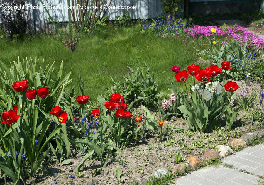 Blossom, Flora, Flower, Plant, Tulip, Garden, Crocus