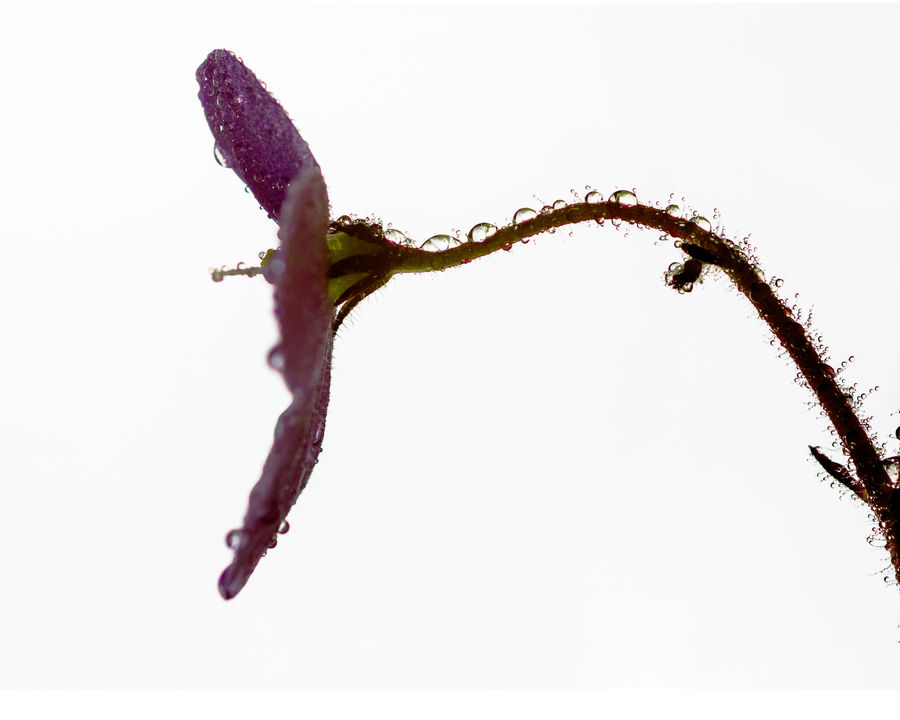 Blossom, Carnation, Flower, Plant, Flora, Crocus, Geranium
