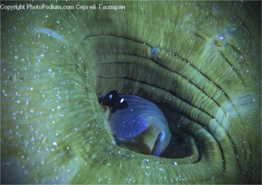 Alcyonacea, Brain Coral, Coral Reef, Invertebrate, Reef, Sea Life, Sea Anemone