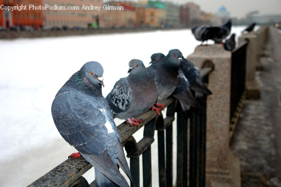 Bird, Pigeon, Dove, Word, Brick, City, Downtown