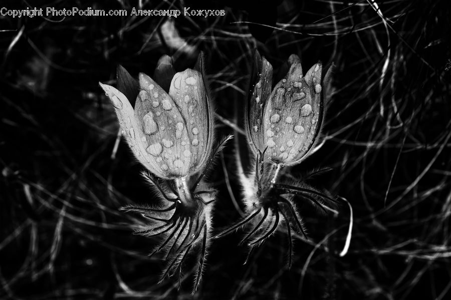 Arachnid, Argiope, Garden Spider, Insect, Spider, Plant, Blossom