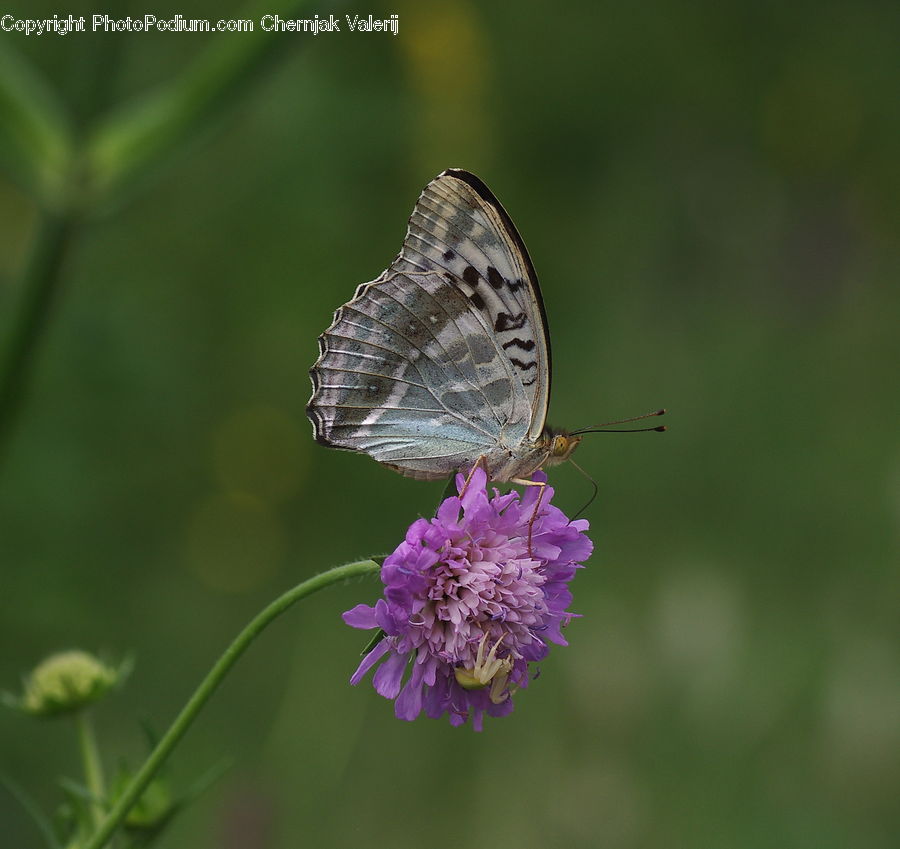 Butterfly, Insect, Invertebrate, Blossom, Flora, Flower, Plant