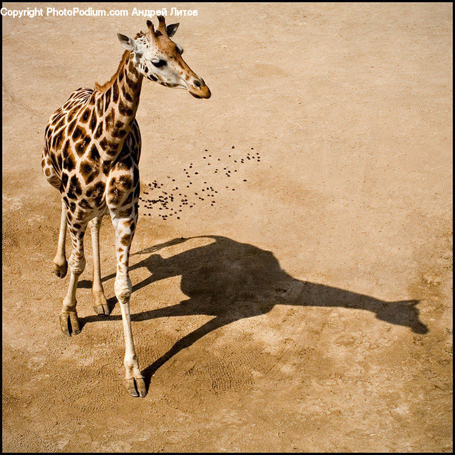 Animal, Giraffe, Mammal, Pavement, Ancient Egypt, Outdoors, Sand