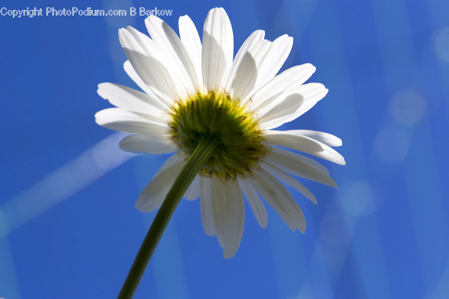 Daisies, Daisy, Flower, Plant