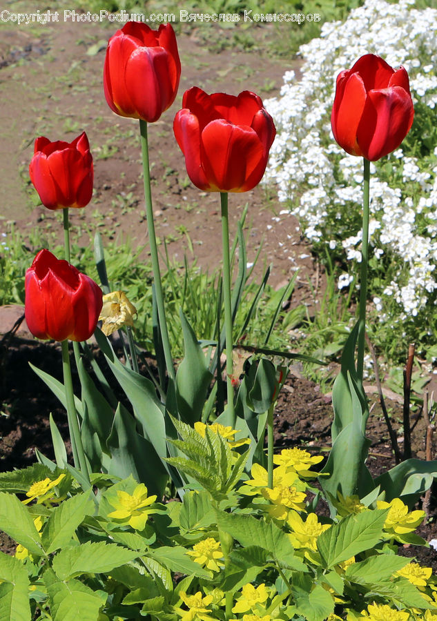 Blossom, Flora, Flower, Plant, Tulip, Gladiolus, Aloe