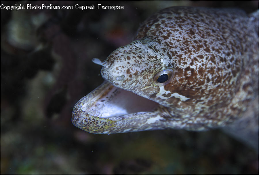 Eel, Fish, Sea Life, Amphibian, Frog, Wildlife